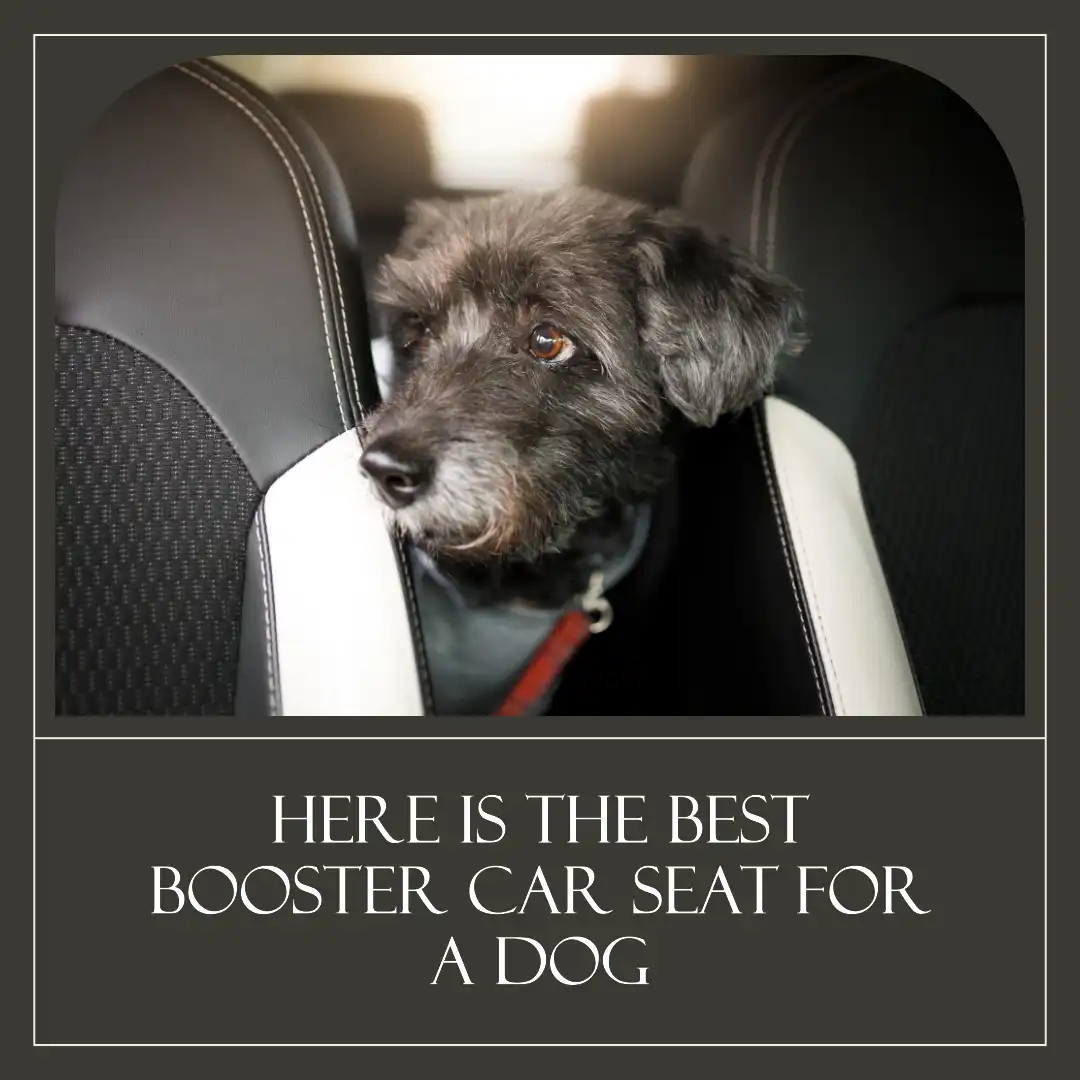 what is the best Booster car seat for a dog? discover now